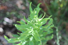 Pityrogramma trifoliata