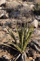 Yucca schidigera
