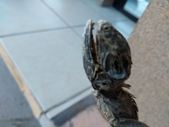 Iguanidae