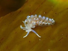Phyllodesmium macphersonae