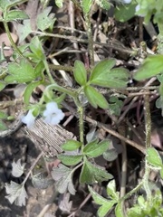 Phacelia ranunculacea