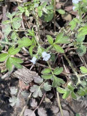 Phacelia ranunculacea