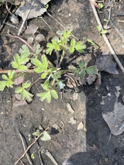 Phacelia ranunculacea