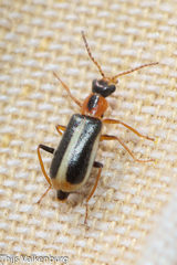 Attalus limbatus