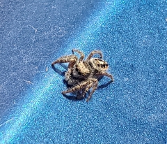 Phidippus insignarius