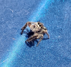 Phidippus insignarius