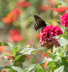 Battus philenor acauda