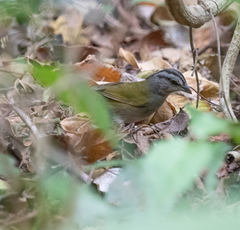 Arremonops chloronotus