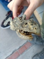 Iguanidae