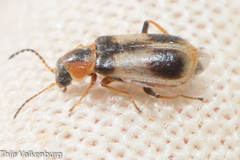 Attalus pictus