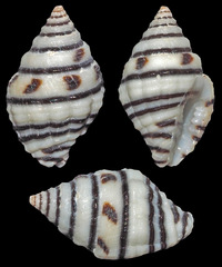 Engina lineata