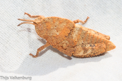 Ocnerodes fallaciosus