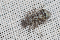 Mesopsocus immunis