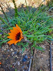 Gazania ciliaris