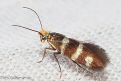 Micropterix ibericella