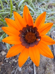 Gazania ciliaris