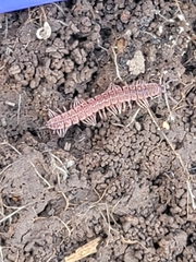 Pseudopolydesmus pinetorum