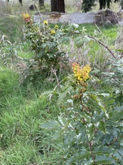 Berberis aquifolium