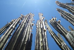 Stenocereus montanus