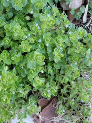 Veronica hederifolia