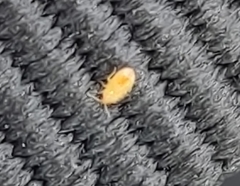 Insecta