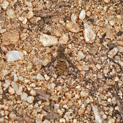 Conophorus fenestratus