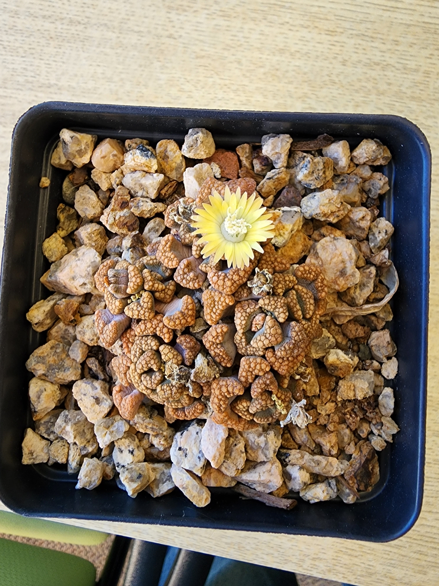 Titanopsis hugo-schlechteri