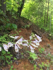 Penstemon