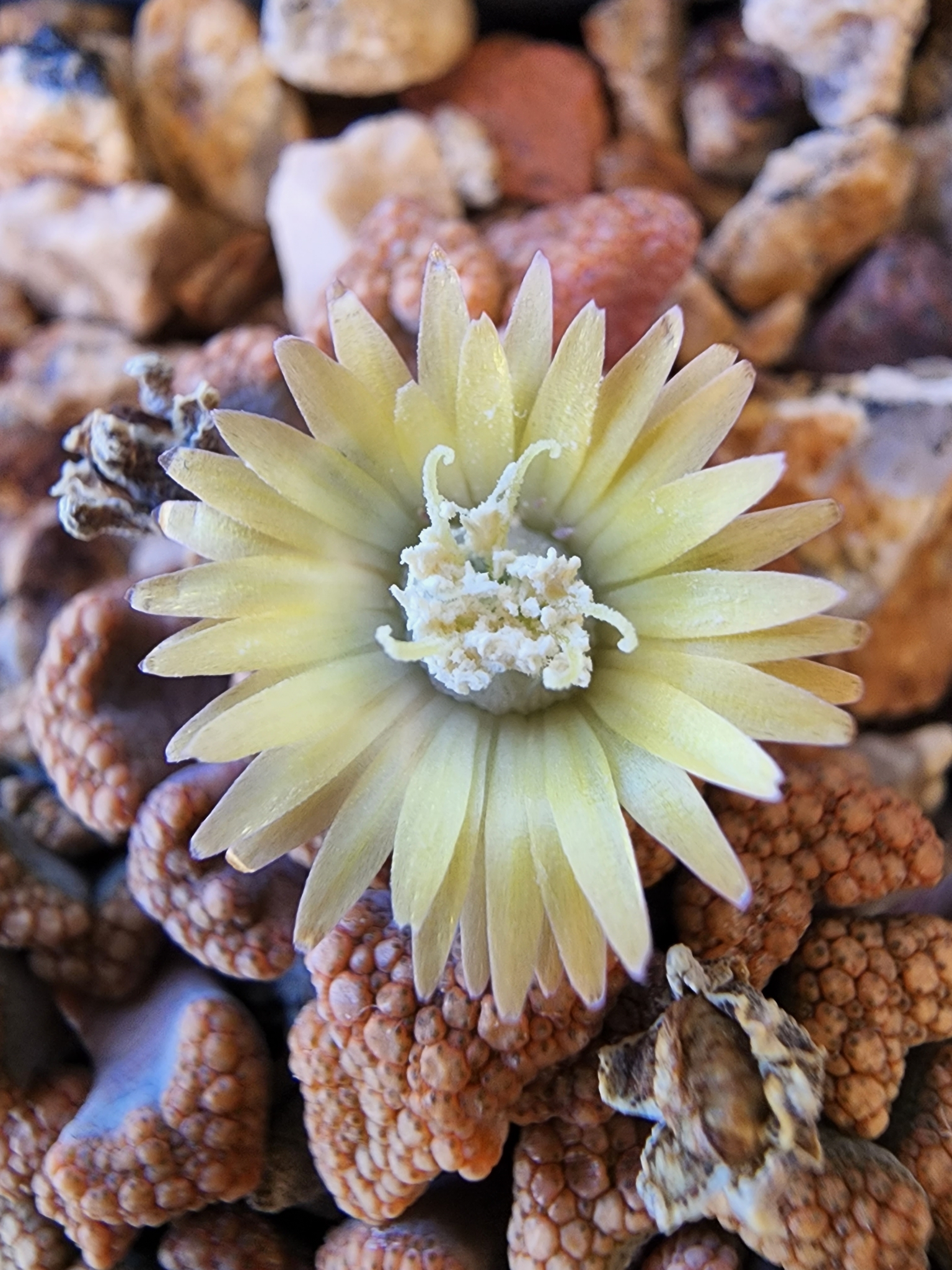 Titanopsis hugo-schlechteri (Tischer) Dinter & Schwantes 2