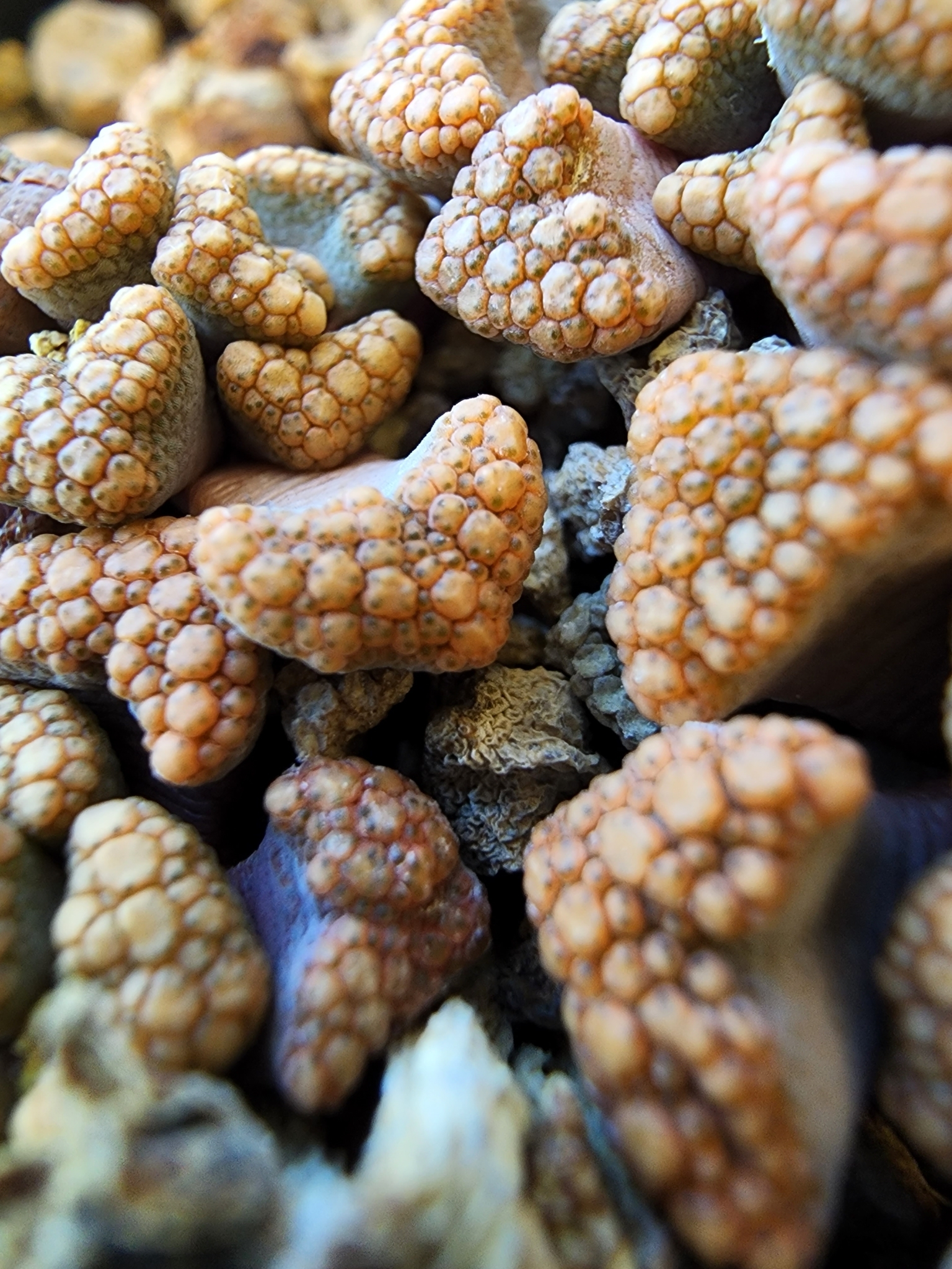Titanopsis hugo-schlechteri (Tischer) Dinter & Schwantes 3