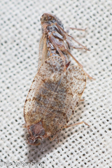 Tachycixius