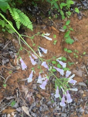 Penstemon