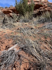 Sporobolus contractus