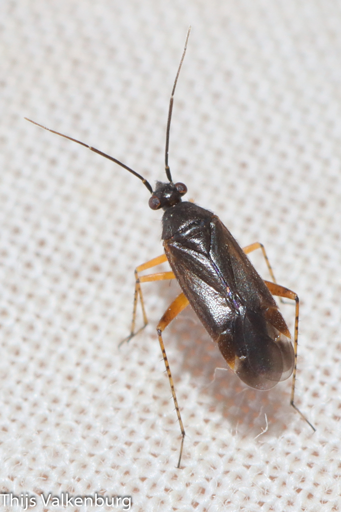Plagiognathus reuterellus