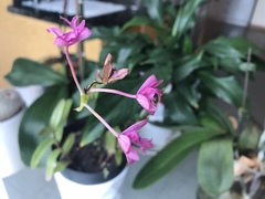 Epidendrum denticulatum