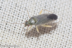 Phylus coryli