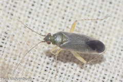 Phylus coryli