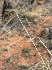 Sporobolus contractus