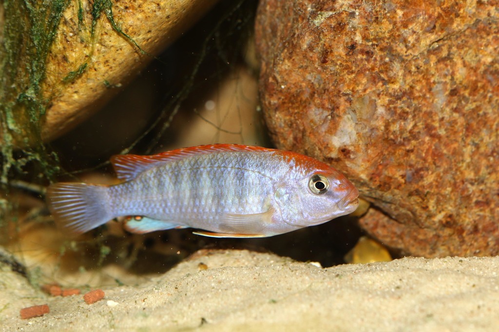 Sharpeye mbuna (Pseudotropheus perspicax) — Cichlidae