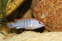 Pseudotropheus perspicax