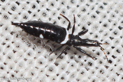 Compsothrips