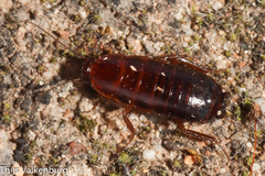 Loboptera