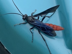 Protichneumon