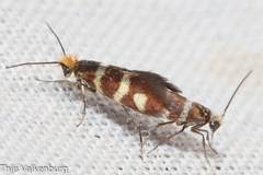 Micropterix ibericella