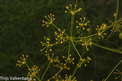 Prangos trifida
