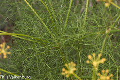 Prangos trifida