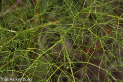 Prangos trifida