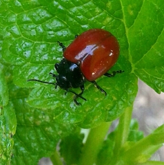 Chrysolina lucida