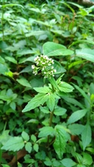 Valeriana flaccidissima