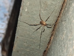 Protolophus tuberculatus